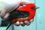 tanager